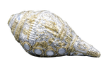 Load image into Gallery viewer, VISHNU SHANKH GOLD AND SILVER PLATTED
